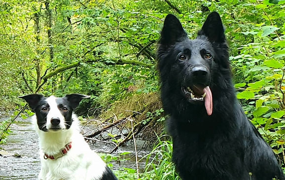 Lauren Smith, dog trainer Cork — Planet Pup founder
