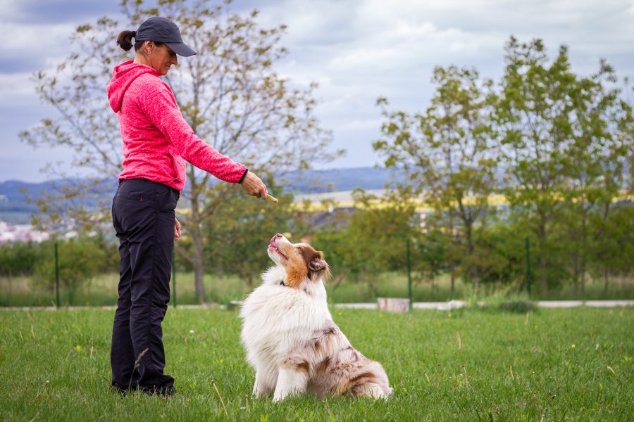 Contact dog trainer Cork — Planet Pup Dog Training