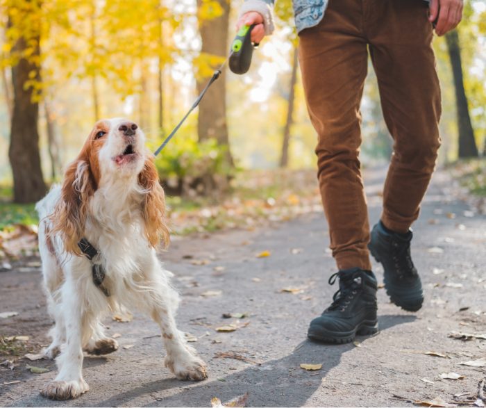 King Charles Spaniel barking on lead