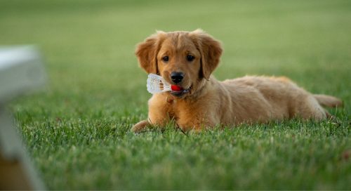 Puppy Training
