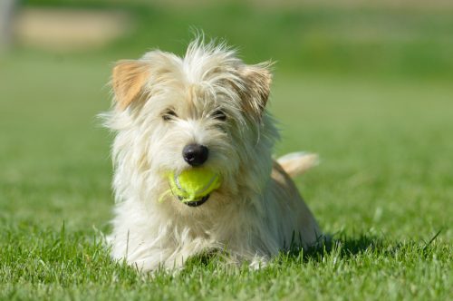Puppy Training