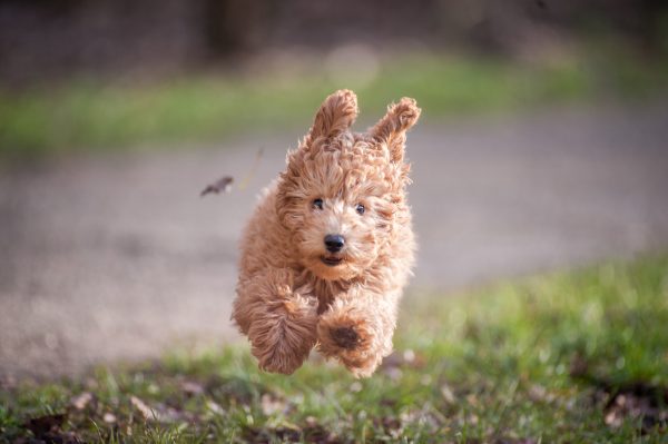 New Puppies in New Homes