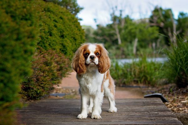 Dog training in Ballincollig