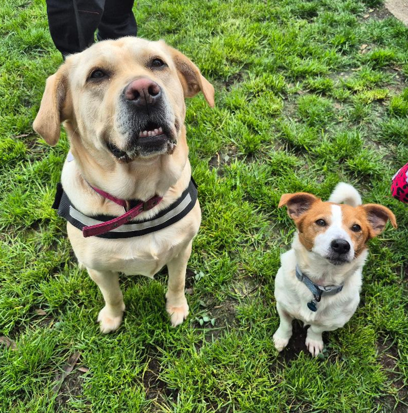 Mandy and Fudge, Lady and Holly