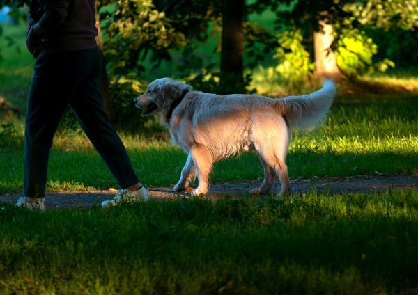 The Glen and local walking spots