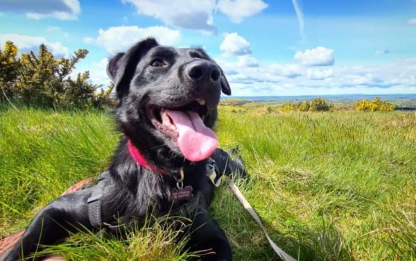 Woodland Walks and Countryside Distractions