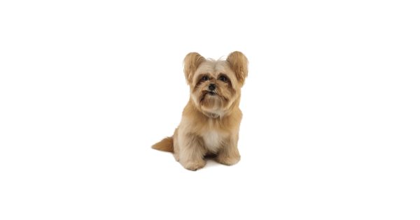 Dog training in Blarney