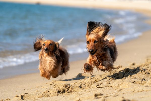 Coastal walks, beaches and open spaces