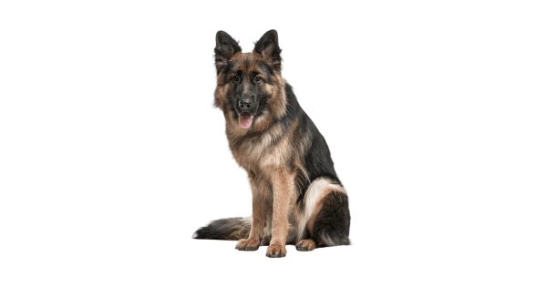 Dog training in Carrigaline