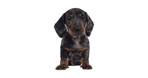 Dog training in Carrigtwohill