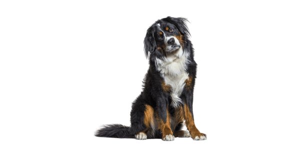 Dog training in Cobh