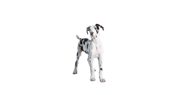 Dog training in Cork City