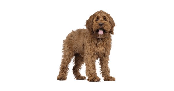 Dog training in Douglas