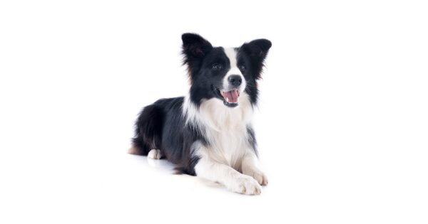 Dog training in Fermoy