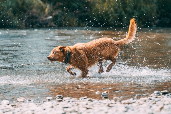 Local walks, green spaces and river routes