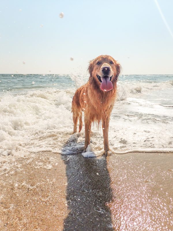 Coastal walks with big distractions