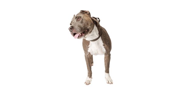 Dog training in Little Island