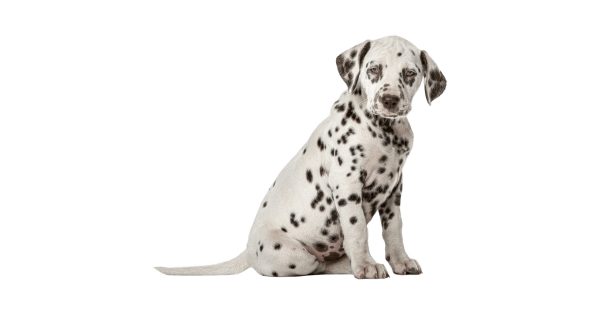 Dog training in Mallow