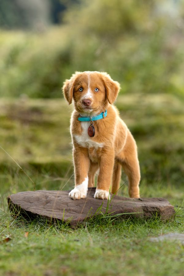 East Cork families & new puppies