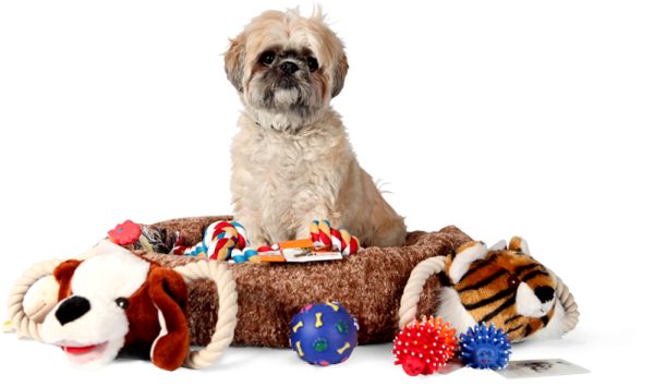 Dog training in Midleton