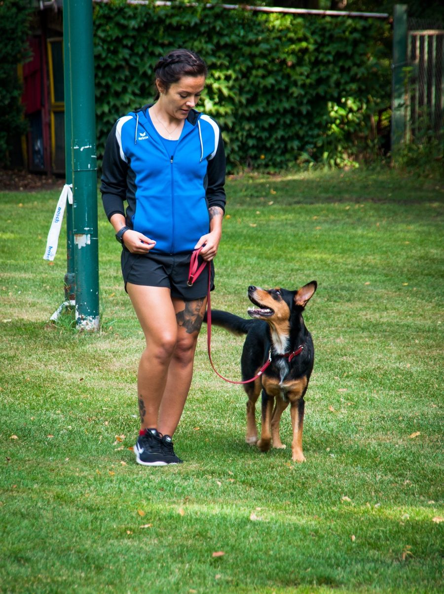 Adult dog obedience training Cork: collie kelpie loose-lead heeling session