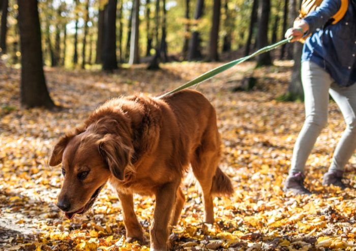 obedience training Cork - loose Lead walking