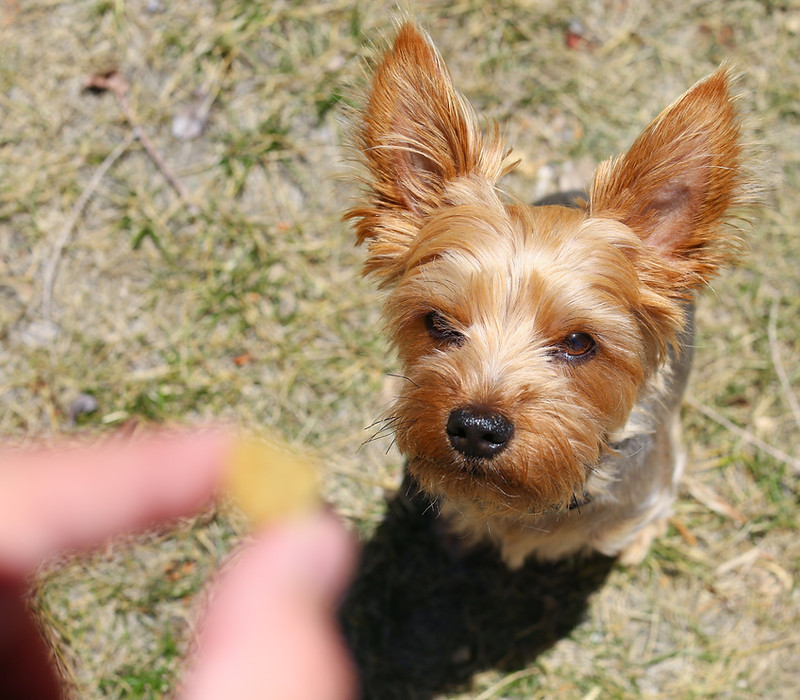a yorkie in the middle of adult obedience training