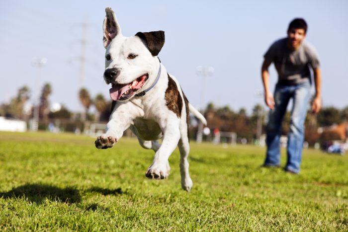 A dog running away from a man, ignoring a recall