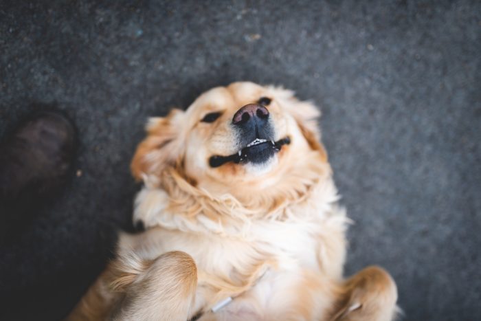 Golden Retriever laying on the ground - adult obedience training corkl