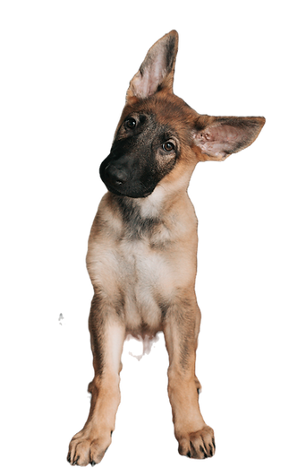 Puppy Training (12 Weeks+)