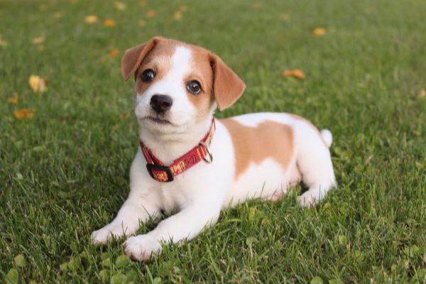 Early Puppy (Under 12 Weeks)