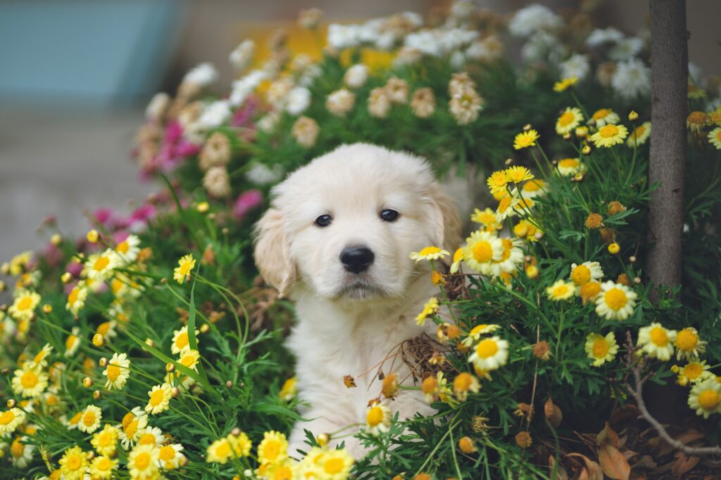 Golden retriever puppy surrounded by flowers