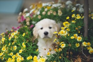 Golden retriever puppy surrounded by flowers
