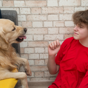 behaviour consults help with things like aggression, barking, biting , fear and anxiety