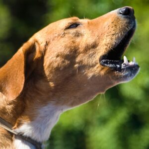Behaviour consults deal with dogs who bark excessively at other dogs, people or in the home.