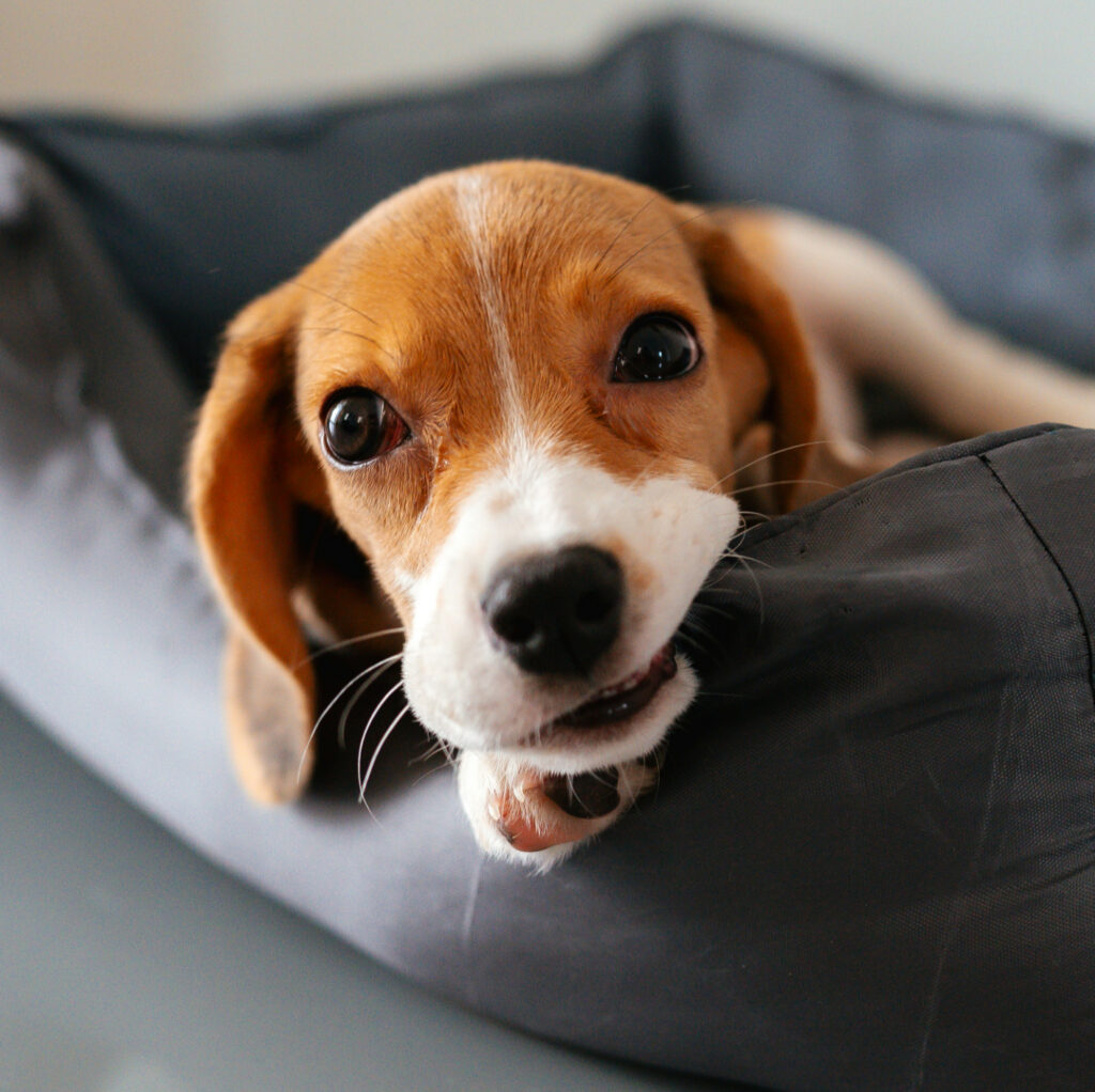 early puppy training cork - biting inhibition is one of our focuses from day one
