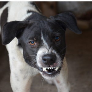 behaviour consults are for serious issues with your dog such as aggression, fear, reactivity an dseparation anxiety