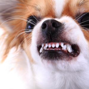 behaviour consults are for serious issues with your dog such as aggression, fear, reactivity and separation anxiety