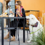 Critical Skills to Teach Your Dog Before Taking Them to a Restaurant