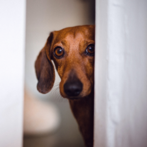 Training Tips for Anxious Dogs: Support for Anxious Dogs