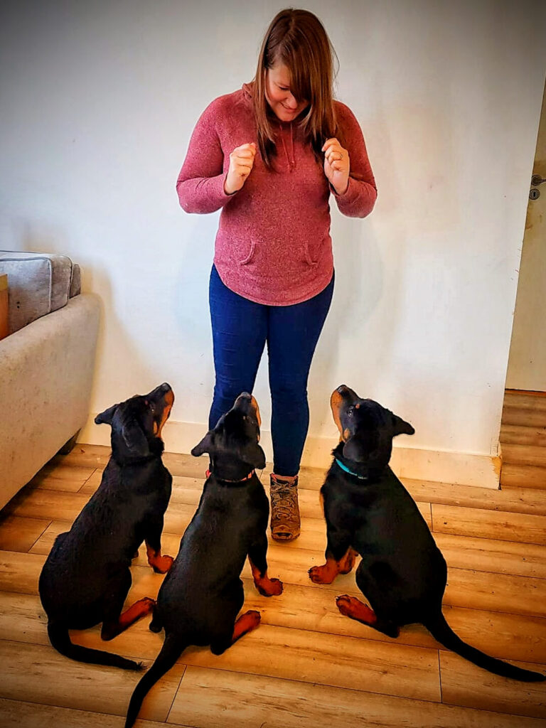 Puppy training at planet pup