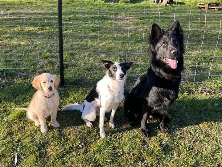 about planet pup - training at planet pup
