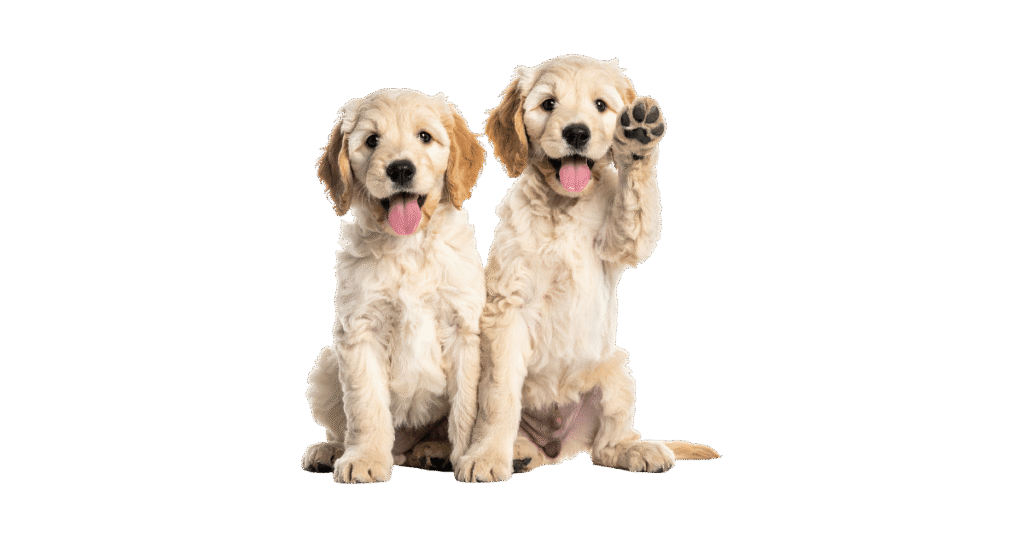 Planet Pup in-home dog training session