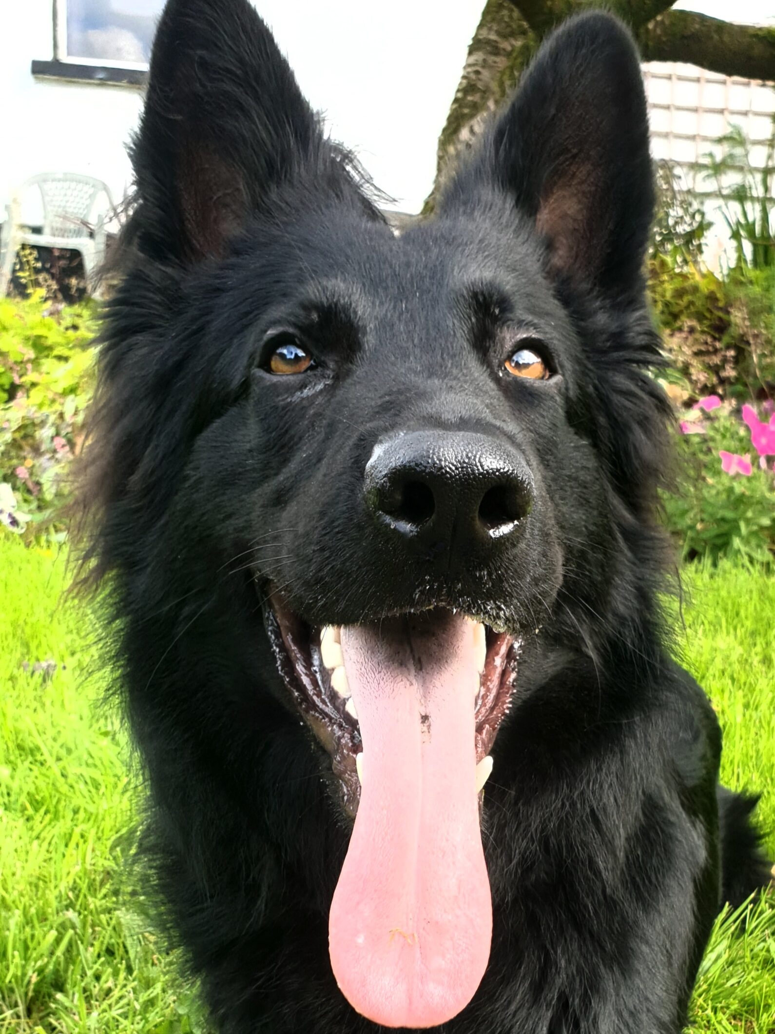 About Planet Pup - Lauren puppy training