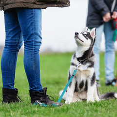 Puppy training results - happy dog owner