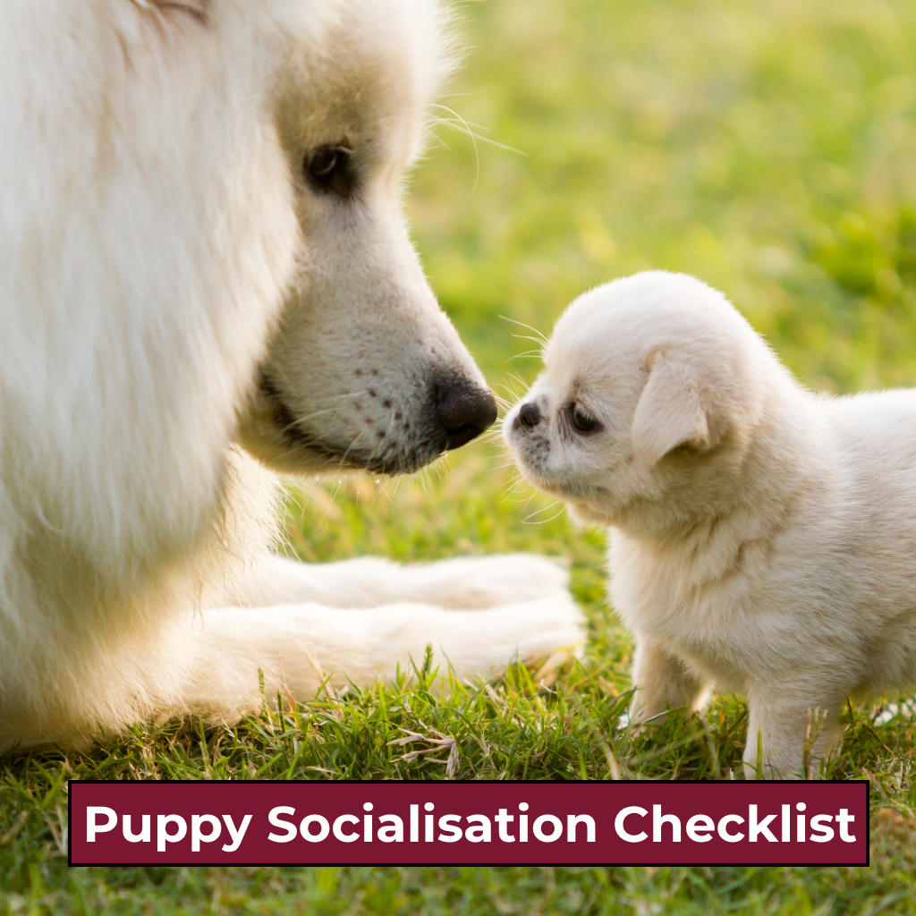 puppy socialisation checklist - free resources image