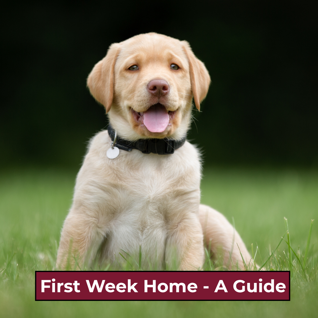 First Week Home Guide - Free resources image