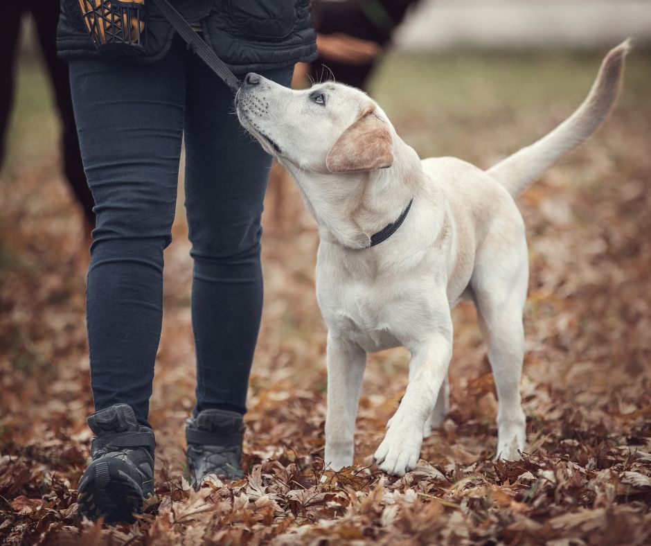 labrador loose lead walking