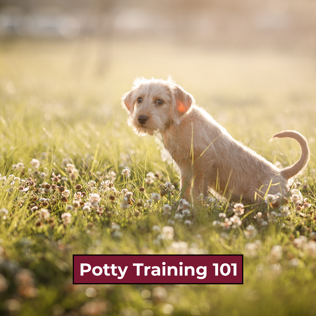 Potty Training Guide - Free resources image