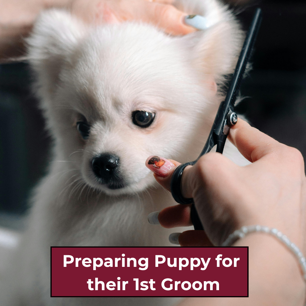 Preparing Puppy for their first groom guide - free resources image